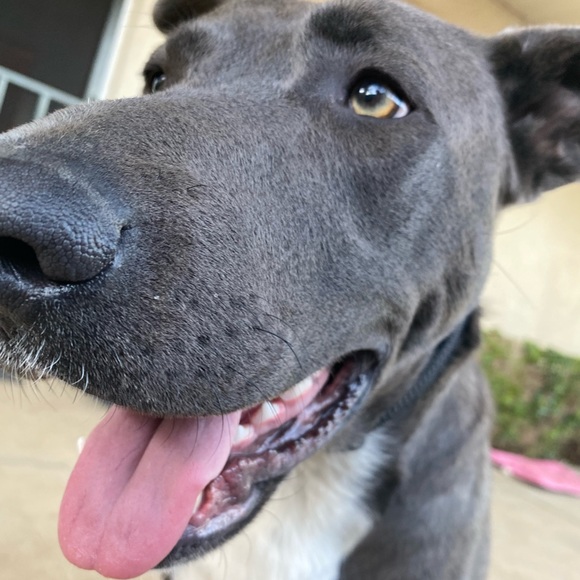 Meet your Posher, Matt - Picture 1 of 2